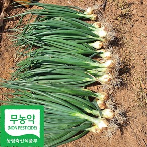 산지직송 전남 함평 유기농 줄기 양파, 5kg, 1박스