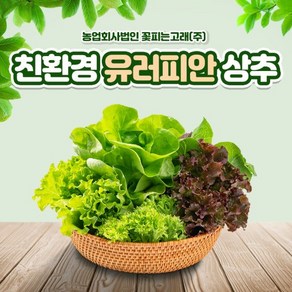 꽃피는 고래 유럽형 상추 GAP인증 유러피안 상추 샐러드 버터헤드 로메인 멀티리프 롤로로사 롤로비욘다 바타비아 오크리프 500그람 1키로, 1개, 500g