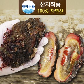 [산지직송] 해녀가 채취한 통영 돌멍게, 2kg, 1개