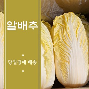 [국내산] 신선 알배추 쌈배추 겉절이용 배추 6통 12통 TSF1211 신선한 달짝지근한, 6개, 700g