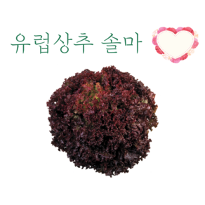 솔마 상추 100립 [25년포장] 유럽상추 씨앗 롤로로사 타입 상추 종자