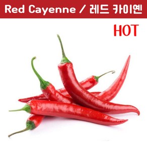 Red Cayenne 레드 카이옌 페퍼 희귀 고추 매운고추 특수작물, 1개