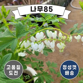 (나무85) 금낭화 알바 숙근, 1개