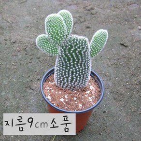 [선인장] 백도선 (토끼선인장) 지름 9cm 소품다육화분, 1개