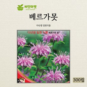 세계종묘 베르가못 다년생 씨앗 300립, 1개