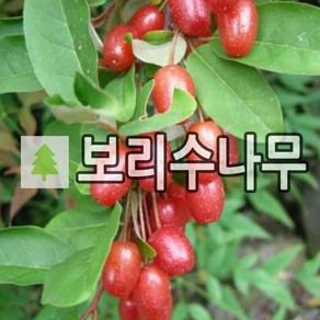 왕보리수나무 묘목 삽목1년 4주묶음