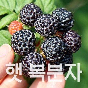 토종 복분자 햇 고창복분자, 1개, 특품 2.5kg(트레이포장)