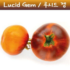 루시드 젬 Lucid Gem 큰토마토 달콤한 희귀토마토 교육용 체험용세트, 1개