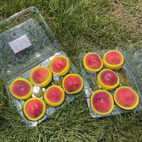 [당도보장] 신비 신선복숭아 황도 백도 산지직송 꿀복숭아(현재 출고중), 1개, 1kg, (출고중)특품하우스신선복숭아로얄과(10과내외)