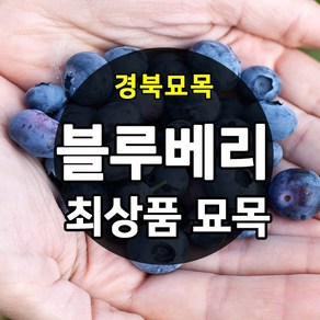 [경북농원] 블루베리 묘목 2~3년생 포트묘 판매중, 레카 삽목2년생(, 1개