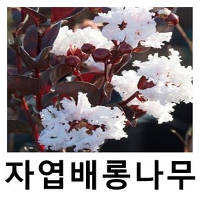 자엽배롱나무 묘목 블랙다이아몬드 백색 삽목2년 3주묶음, 1개