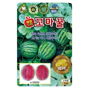 꼬마 꿀수박씨 10립 수박 씨앗 대장 KS종묘, 1개