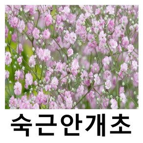 숙근안개초 핑크겹안개초 야생화 10cm포트 5개묶음, 5개