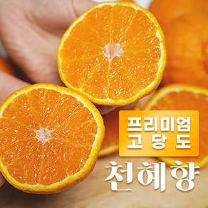 [명절선물] 프리미엄 제주 천혜향 고당도 2kg 3kg 선물용 가정용, 1개, 2kg가정용(중소)