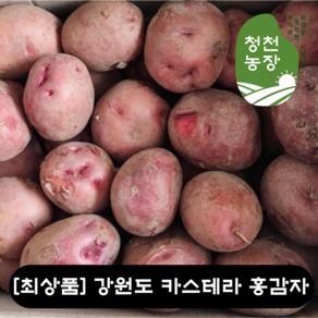 [당일출고][최상품] 강원도 홍감자 자색 카스테라 햇감자 붉은감자 사이즈 특품 5KG (요리용/찜용) 포슬포슬 강원도감자 햇감자 자색 수미감자