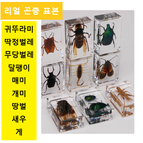 실제 곤충표본