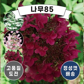 (나무85) 목수국 웜스레드 5치(15cm) 포트