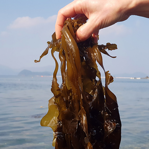 남해미역 통영 자연산 물미역 생미역 산모미역, 1개, 1kg