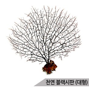 블랙시판(대) 바다산호초 20~25cm 소라게 어항장식, 1개