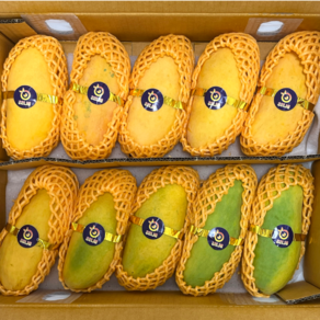 [4~7월 수확] 항공직송 고당도 태국 마하차녹 무지개 망고 mango, 1개, 2kg