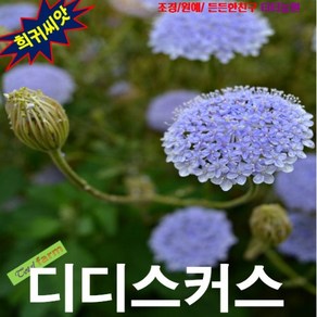 (희귀씨앗) 디디스커스 블루 (Lace Flowe) 10립, 1개