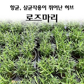 [모종심는아빠] 항균 살균 작용이 뛰어난 허브 로즈마리 모종, 1컵, 1개