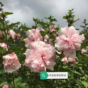 같이가치농원 신품종 무궁화나무 (루분홍심) 60cm전후 개화주 포트묘, 1개