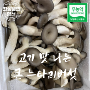 국산 무농약 큰 느타리버섯 고기맛 느타리 버섯 특상품