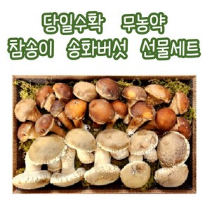 참송이 선물용 송화 버섯 고급 선물세트 무농약 설 추석 명절, 송화버섯 500g 선물세트, 1개