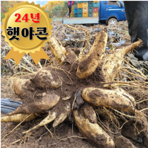 [고랭지] 평창 야콘 직접재배 24년산 햇야콘 숙성완료, 1박스, 중+상 10kg(부러짐혼합)