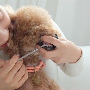 셀프스케일링 강아지 이빨닦기 고양이 스케일링 치석제거기 3가지타입, 1개, 샤프형