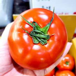 완숙 찰 토마토 프리미엄 쥬스용 2 5 키로 한박스 tomato, 1개, 2kg