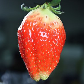 맛가득 프리미엄 산지직송 난좌포장 킹스베리 500g 1000g, 1박스, 킹스베리 특특 42-54g 500g