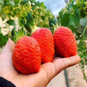 농장직송 설향 딸기 고당도 킹스베리 논산 산청, 1개, 설향딸기 750g(35-42과)