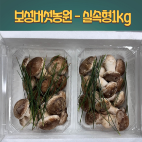 [븟븟] 보성버섯농원 송화고 송고 송화버섯 (실속형) 1kg, 1세트