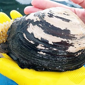 굴키우는남자 다이버채취 자연산 왕우럭조개(코끼리조개)1kg(2~3미내외), 1개