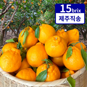 제주 당도선별 꿀뚝뚝 한라봉 가정용, 로얄과 2kg, 1개