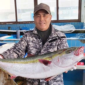 제주도 필렛 제철 방어