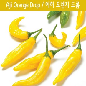 Aji Lemon Dop / 아히 레몬 드롭 페퍼 희귀 고추 매운고추 특수작물, 1개