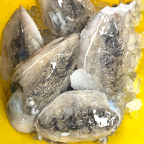 미자네농수산 생물 갑오징어 1KG, 1개, 생물 갑오징어1KG(2미~6미내외)