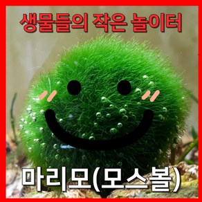 [수초농부] 모스볼(마리모) 생물들의 작은 놀이터, 2개