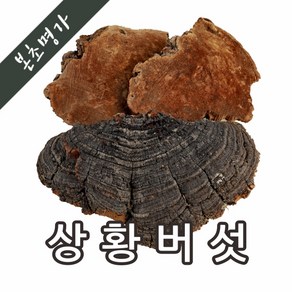 본초명가 수입산 상황버섯(통) 1kg, 1개