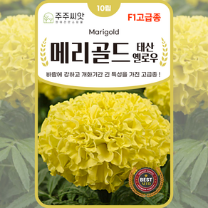 [주주씨앗] F1교배종 메리골드 키작은 대륜종 태산옐로 10립 노란색 마리골드 꽃씨 꽃씨앗 종자 씨 몰