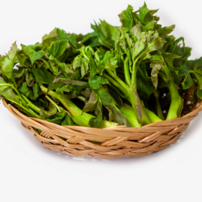 아임쏘이 국내산 제철 봄나물 봄냄새 향긋한 땅두릅, 1kg, 1개