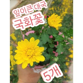 가을국화-대국 5개/이왕이면 큰꽃잎이 갑이죠, 5개