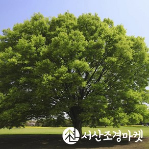 느티나무 R4cm 분묘 묘목 나무 서산조경마켓, 1개