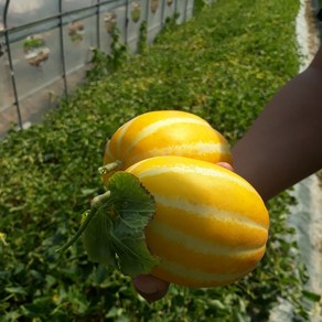 맛쟁이상회 산지직송 당도선별 성주 꿀 참외, 1박스, 1kg