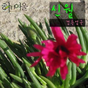 [허브여울송엽국] 신월(신려) (겹송엽국/노지월동) 지름 9cm 소품다육화분