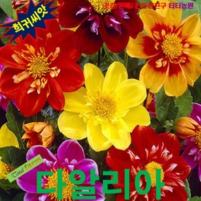 (꽃씨) 다알리아 댄디 (Dahlia Dandy) 10립