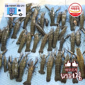 (당일출돼지) 청정지역 민물가재 크레이피쉬 10-16미, 1개, 800g